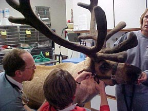 How would I go about working with Non Farm Animals? Michael asks.<br>